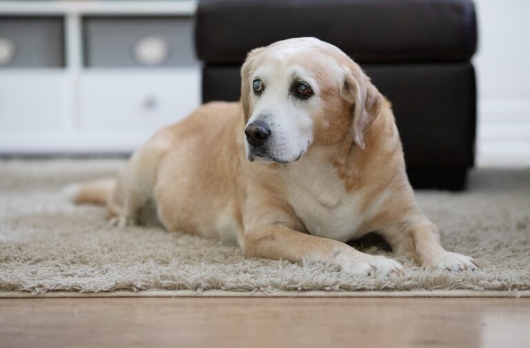 How to keep your senior pet healthy and happy