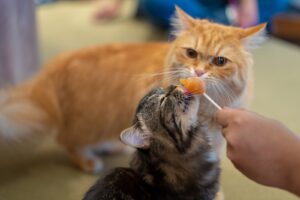 orange tabby cat playing with a ball