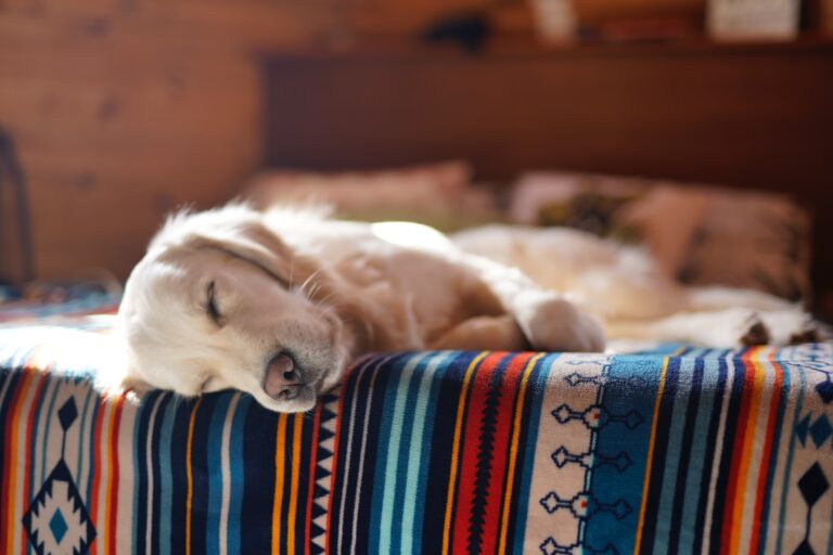 The importance of good sleep hygiene for your pet