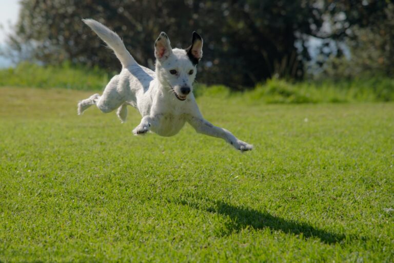 The importance of regular exercise for your pet’s overall health