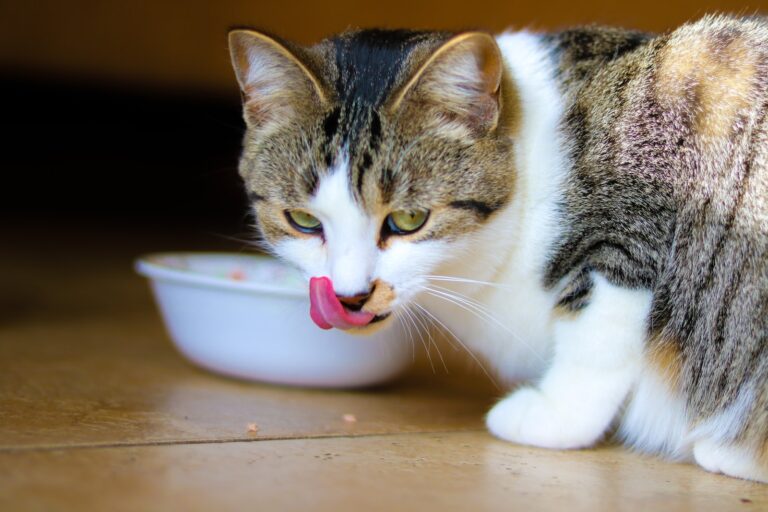 Best Cat Food Buying Guide 2023