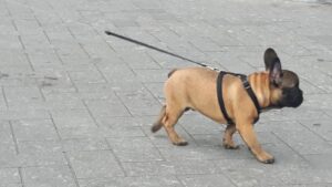 brown short coated dog with black leash