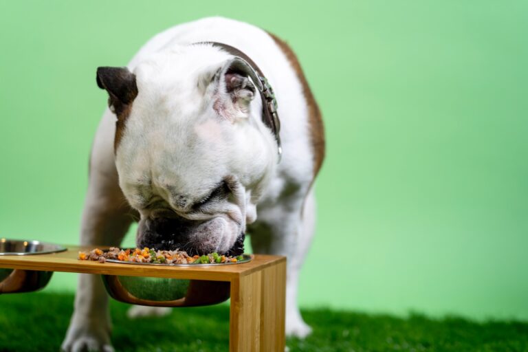 Best Dog Food Buying Guide 2023