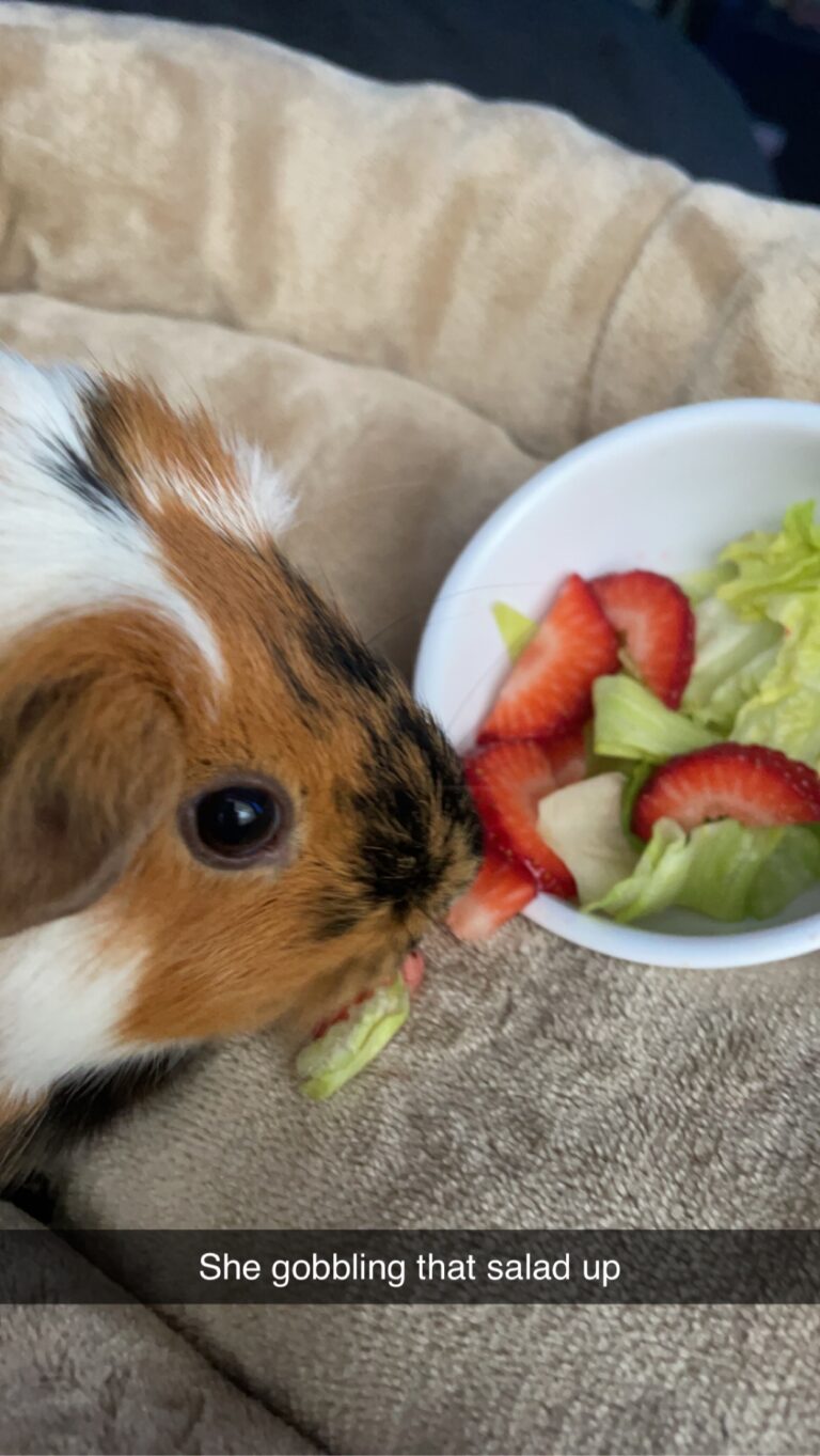 Can Guinea Pig Eat Strawberries and Lettuce