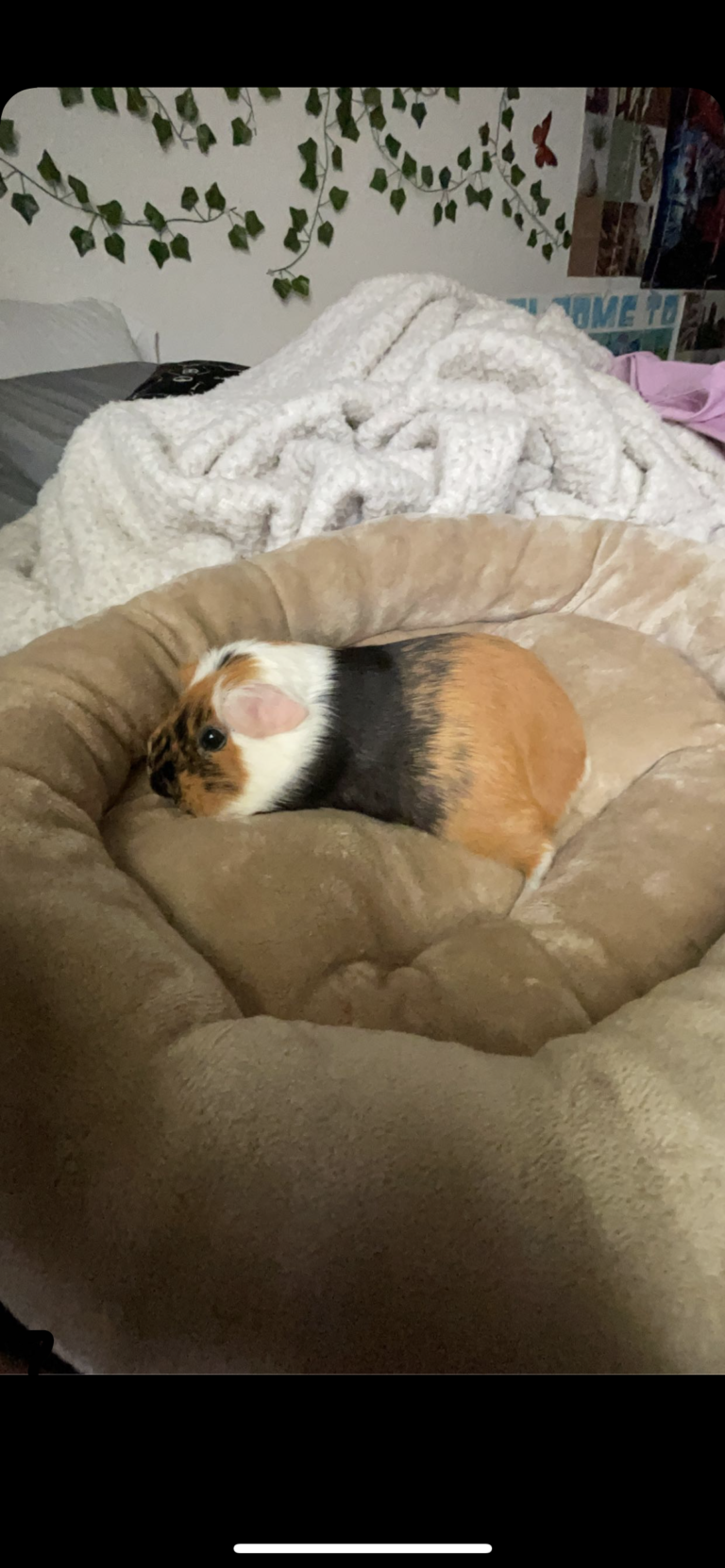 “Beyond the Cuteness: The Fascinating Reasons Behind Guinea Pig Adoration”