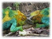 Top 6 Mistakes Pet Chameleon Owners Make