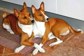 The Basenji: Unraveling the Enigmatic Origins of One of the Oldest Known Dog Breeds