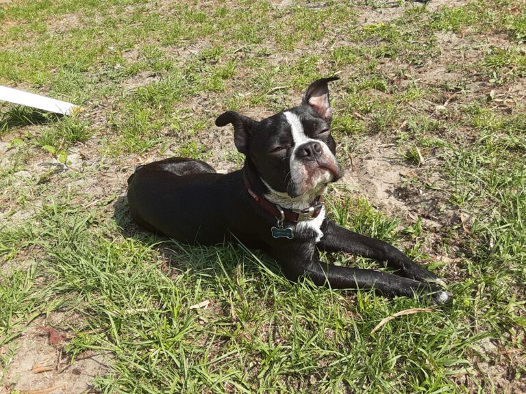 The Whimsical World of Boston Terrier Grass-Sliding: A Celebration of Canine Playfulness and Personality