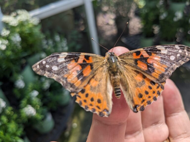 A Beginner’s Guide to Keeping Butterflies as Pets