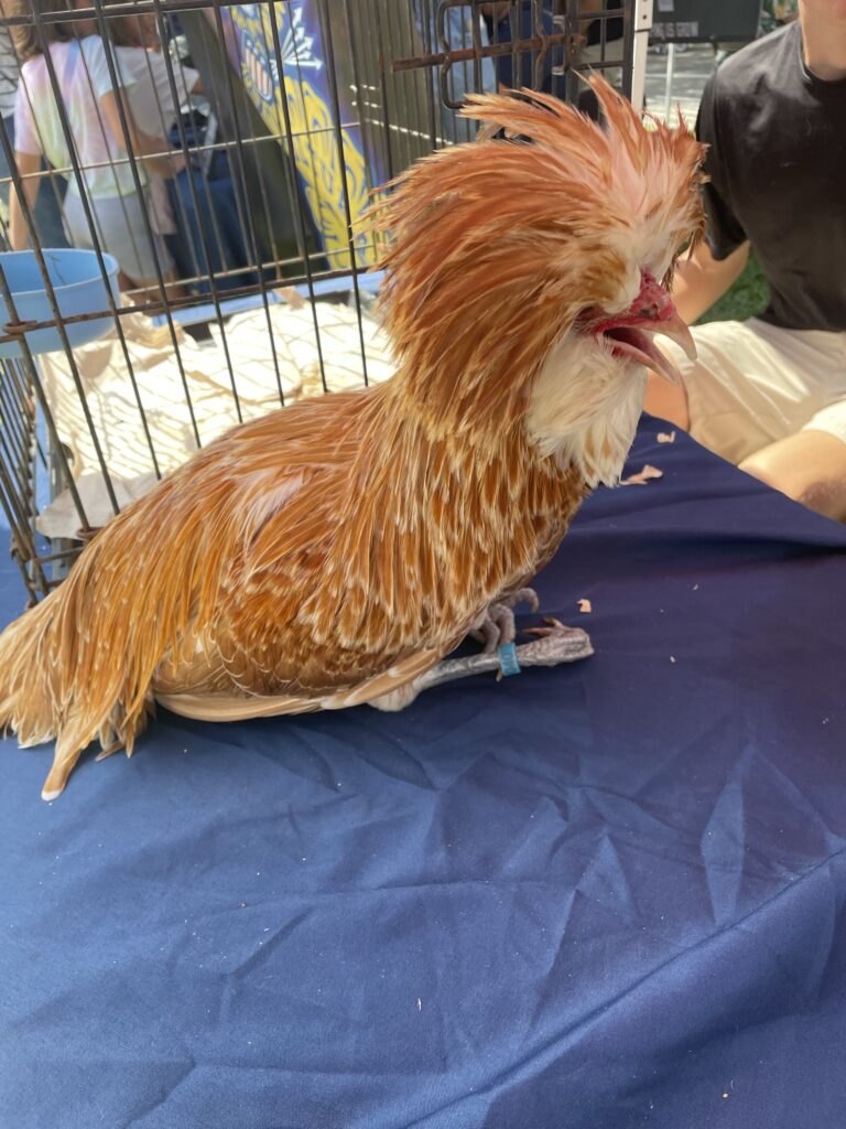 The Enigmatic Padovana Chicken: An Unconventional Pet with Unique Egg Qualities