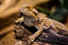 “Nurturing a Bearded Dragon: A Comprehensive Guide to Responsible Pet Ownership”