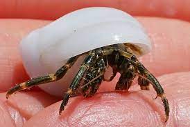 The Hermit Crab Conundrum: A Beach Store Pet