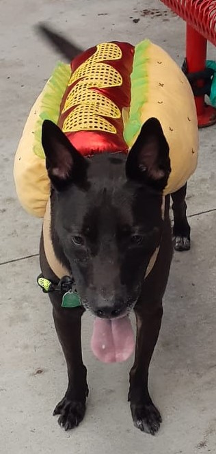 “From Samhain to Superpups: The Evolution of Halloween Costumes for Dogs”