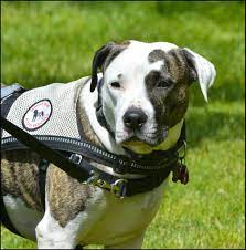 “Unmasking the Ethical Quandary: The Misuse of Service Dog Vests in Our Parks and Public Spaces”