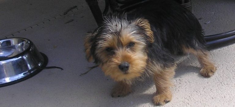 Is a Yorkie the Best Choice for Your Little Ones?