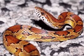 Your Guide to Corn Snake Care: From Adoption to Expert Care