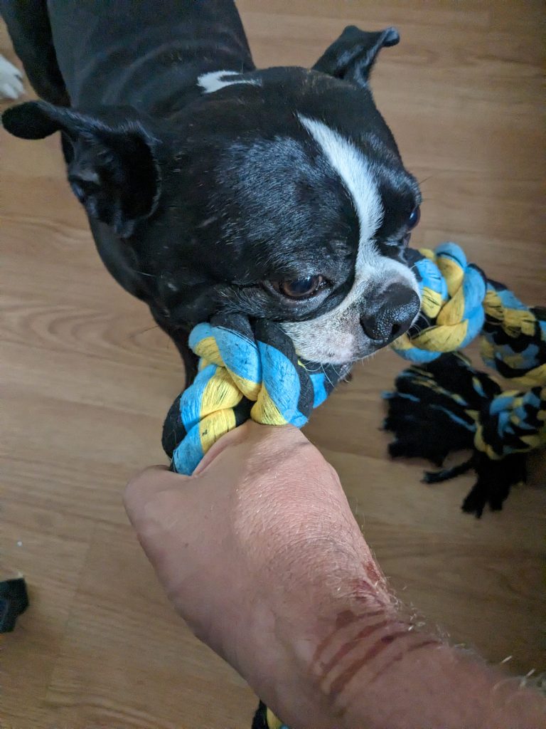“Understanding Why Boston Terriers Enjoy Tug-of-War: A Look into Canine Instincts”
