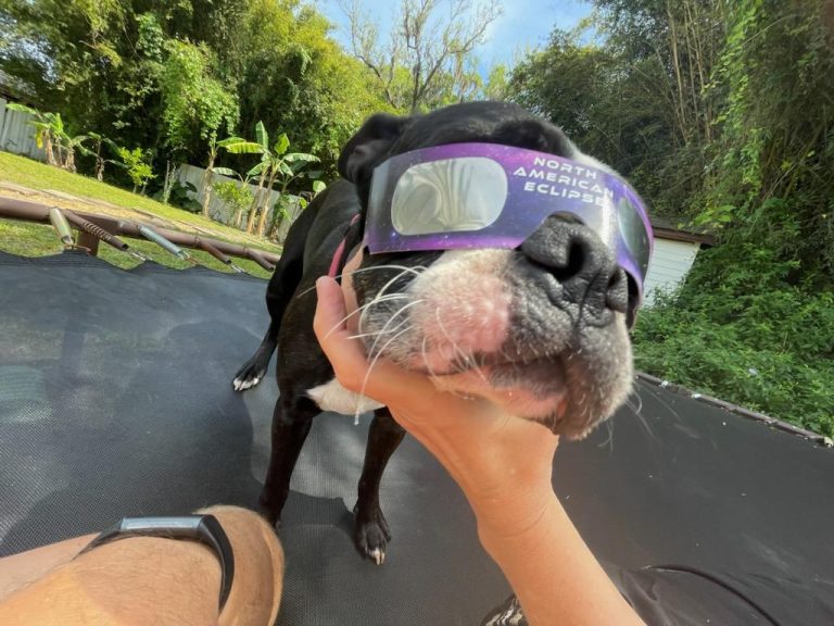 Exploring the Effects of Solar Eclipses on Dogs: Behavior, Visible Signs, and Comfort